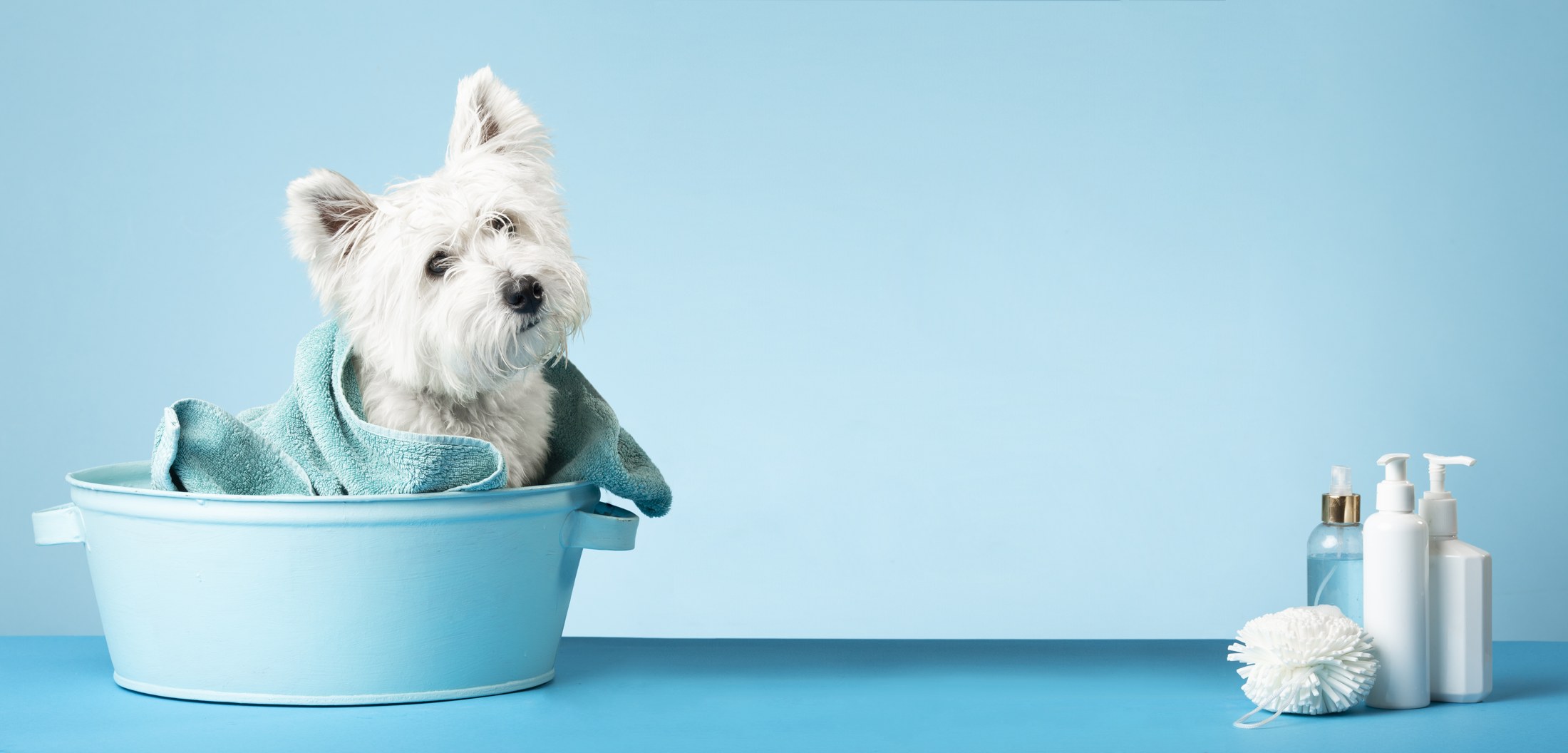 A white dog wrapped in an aqua towel in a blue bath tub